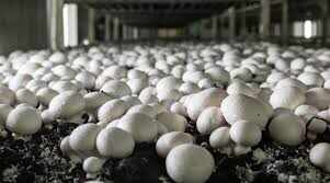 Bihar government’s big step, mushroom production will be promoted, farmers will receive award