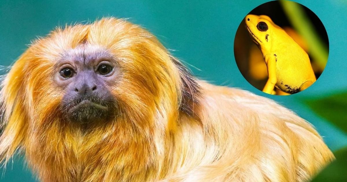 A strange world of yellow color! See 10 incredible animals whose color makes special
