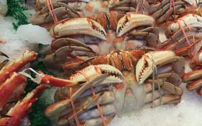Seafood spreads resistance to antibiotics ‘colistin’: study