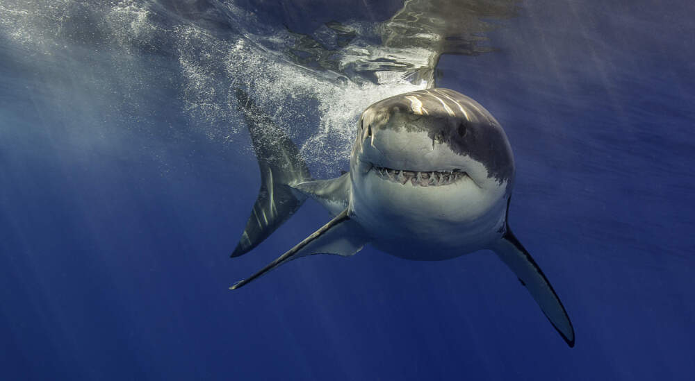 how’s-jow-‘laws-laws’-laws-‘lawched-50-years-of-great-white-shark-rsearch