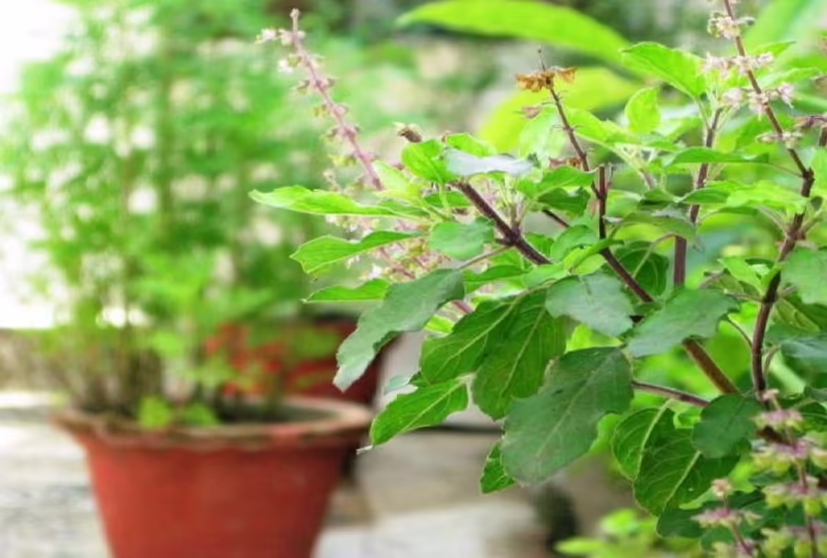 Before applying basil, you know these special rules, without them, the basil of home can dry again and again
