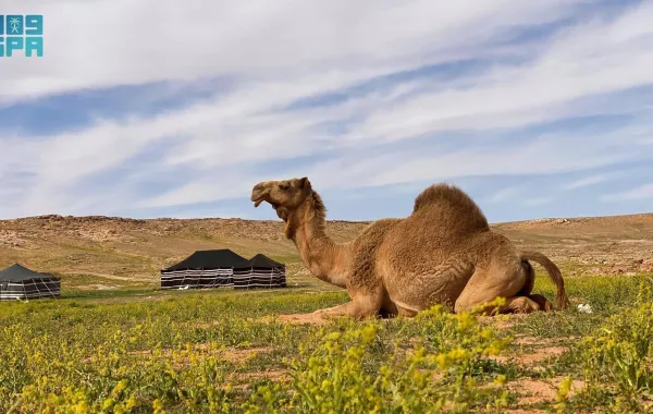 2.2 مليون رأس من الإبل تجسد الموروث الوطني السعودي