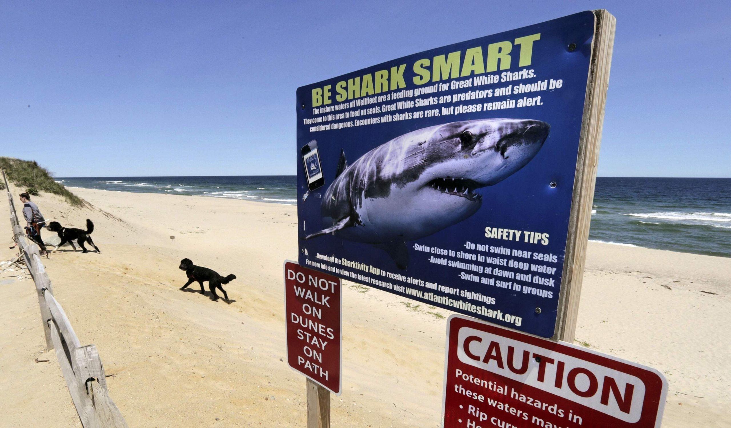 How’s Jow ‘LAWS LAWS’ LAWS ‘LAWCHED 50 YEARS OF GREAT WHITE SHARK RSEARCH – ryan