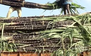 Relief for Sugarcane Farmers in Bihar, the launch of portal under ‘Sugarcane Institus Scheme’ – Relief for Sugarcane Farmers in Bihar Portal who was launched under the sugarcane -makie scheme