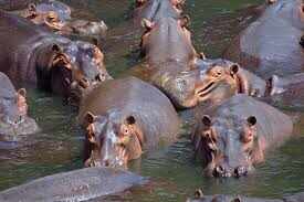 After all, why hippopotamus is called a hipper horse you will be shocked to know the reason
