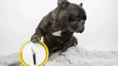 dogs-can-‘tel-what-the-time-is’-thanks-to-at-least-one-part-of-their-body