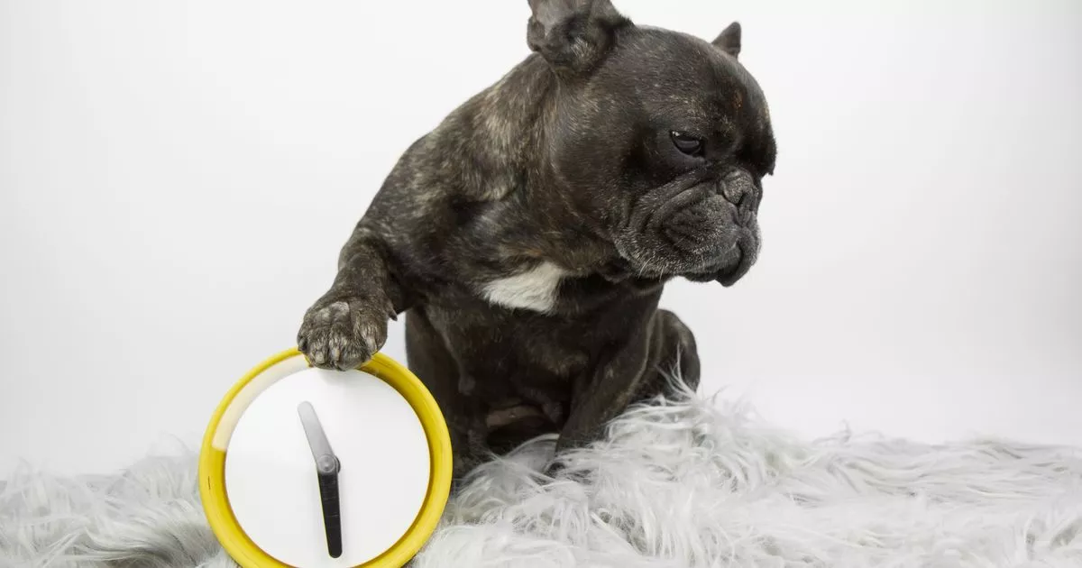 dogs-can-‘tel-what-the-time-is’-thanks-to-at-least-one-part-of-their-body