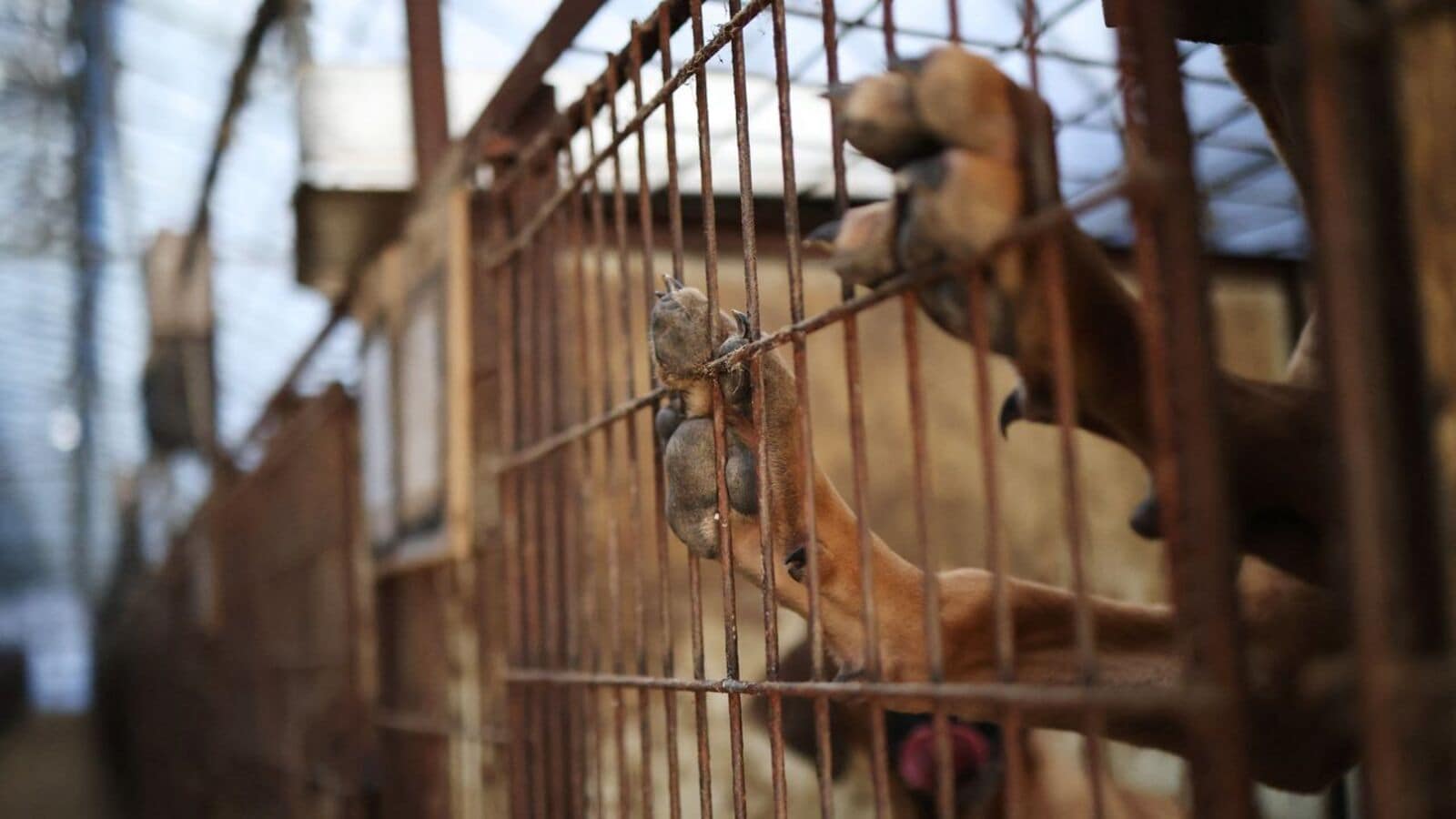 South Korea bans dog meat industry, but questions hang on the fate of half a million dogs: Report | Today news