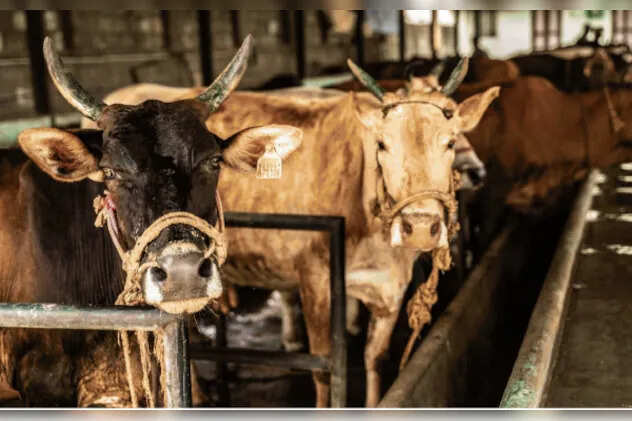 Fake Cow Dynasty payment scam in Rajasthan, knows action on cow of 8 districts in video