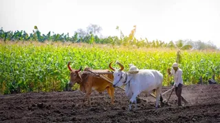 Good news for the Bihar farmers, AI will provide information before the crop gets disease; Bisa Banega Center of Excellence – Good news for the Bihar Bisa farmers will become a center of excellence for climate -friendly farming
