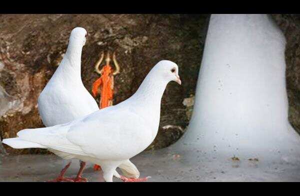 Why is it considered favorable to see the pigeons of the Amarnath cave? Know the legend related to these sacred birds