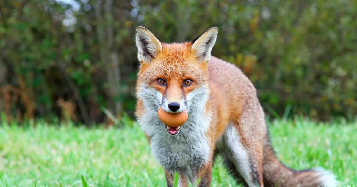 Foxes Will Leave Gardens if Households Make One Urgent Change – ryan