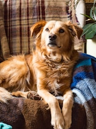 Pet dogs are highest among these countries