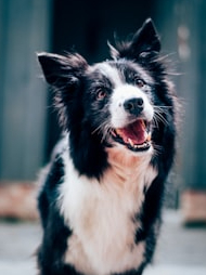In which countries the population of dogs is the highest