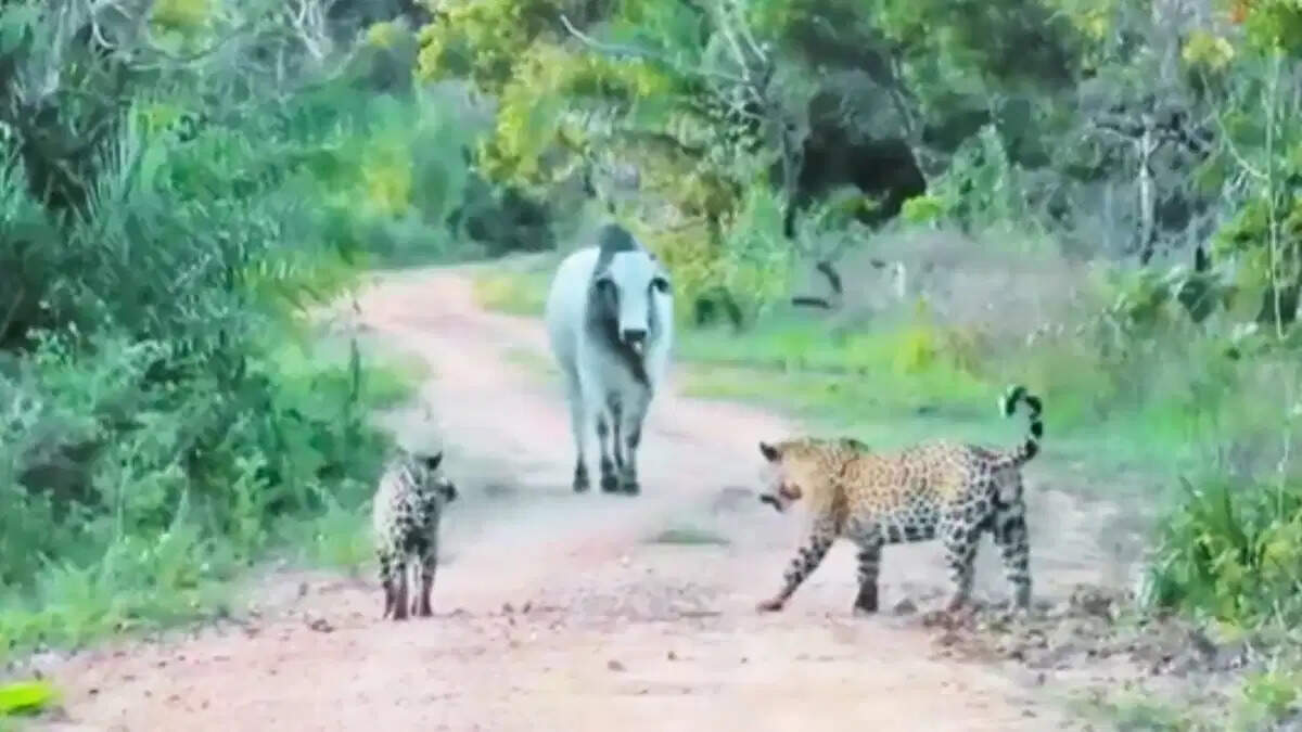 Jungle Book: On the one hand, two dreaded Jaguar -Sensne -Name Bulls on the other … Spirit tremble to see the video face to face