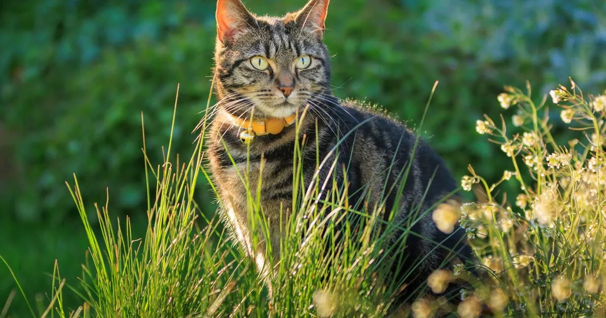 Uk Households urged to use £ 1.50 Kitchen Staple to Stop Cats Pooing in Gardens – ryan