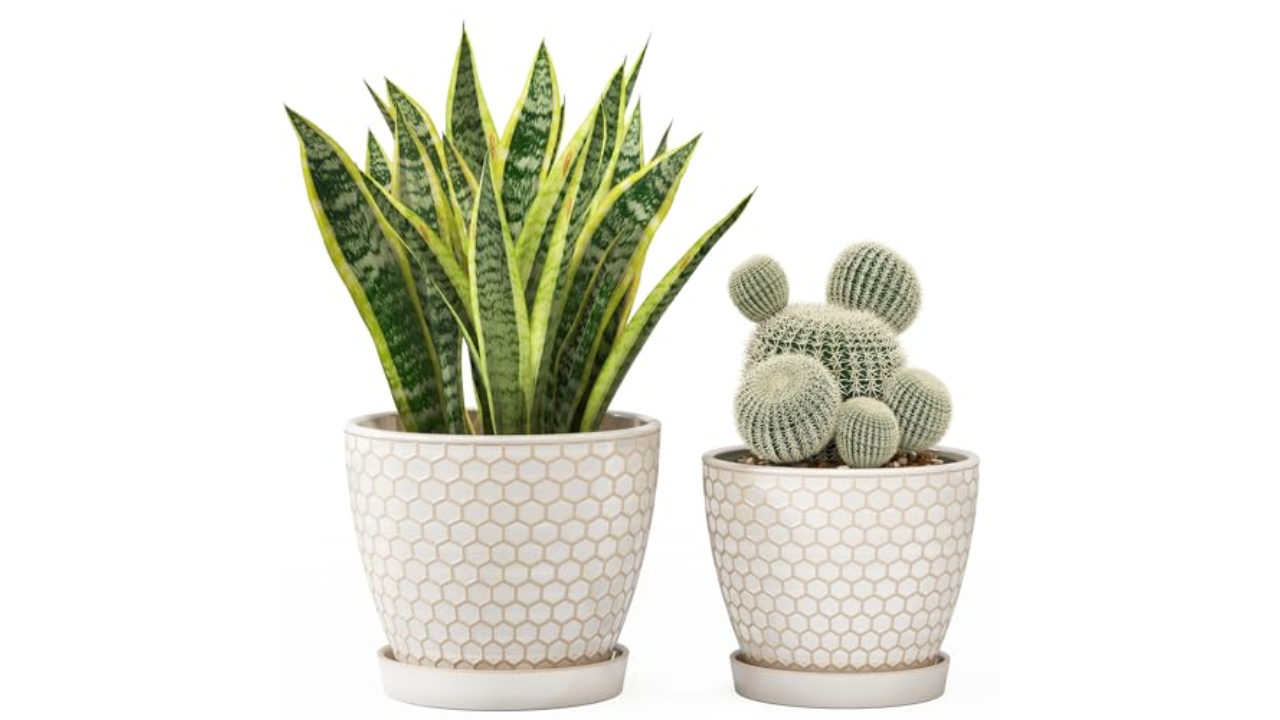 The best plant pots of 2025 will instantly upgrade your space – ryan