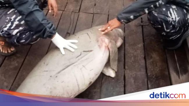 2 Dugong died in a row in Western Calimantan