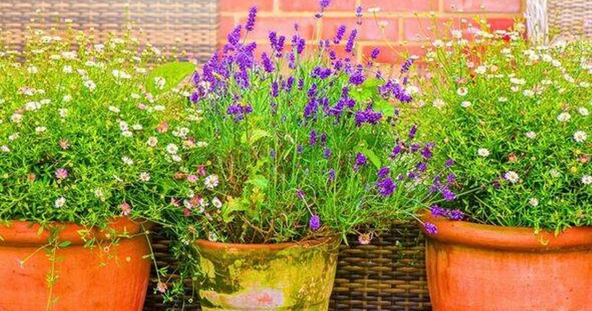 garpers-entreated-to-fertilise-rosemary,-destroy-and-lavender-with-one-natural-item