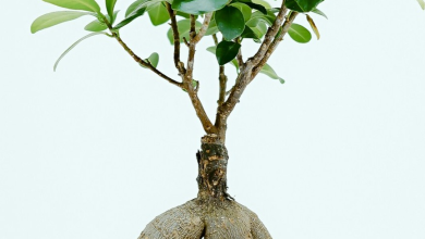 How are the food of trees and plants?