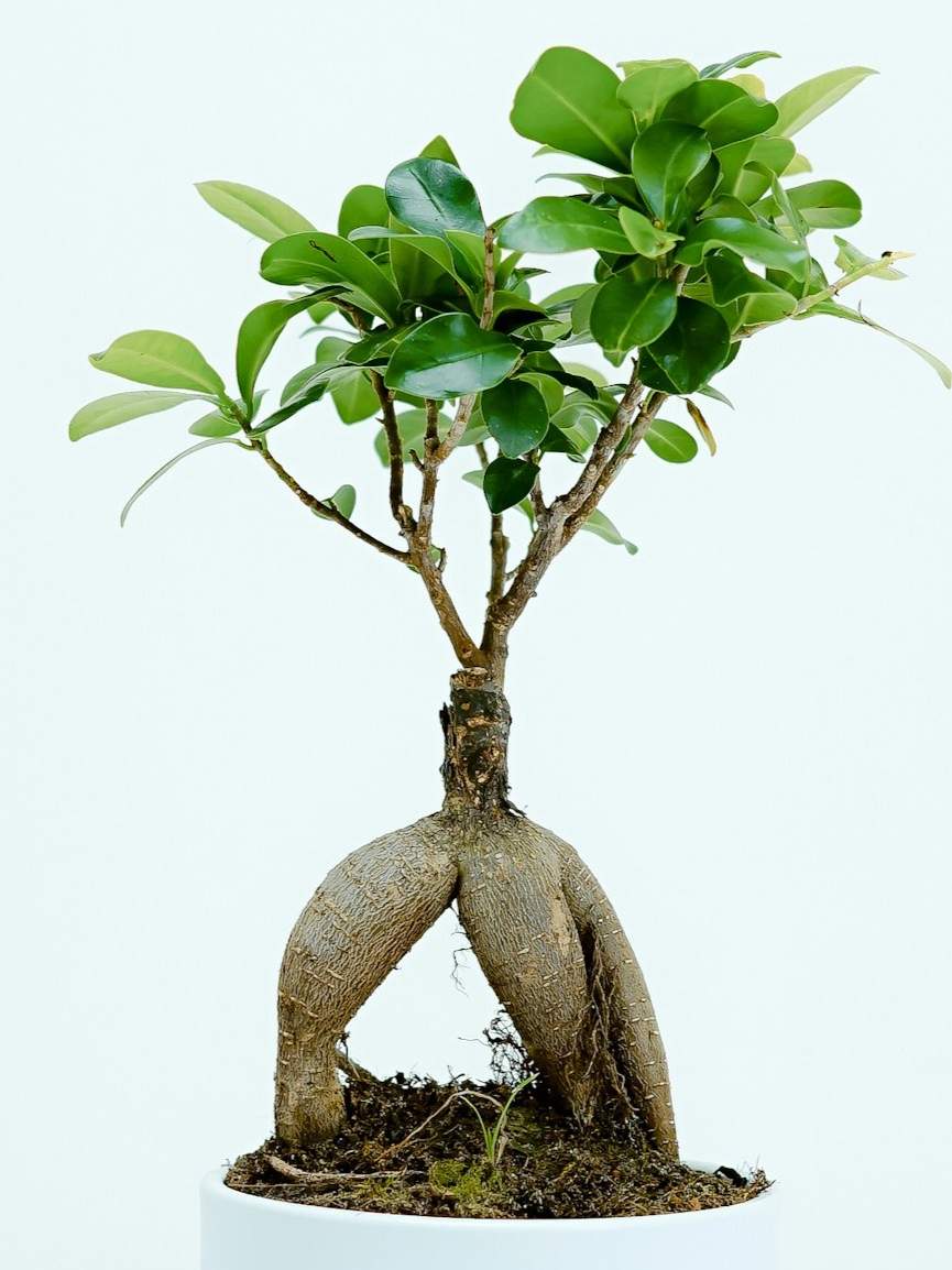 How are the food of trees and plants?