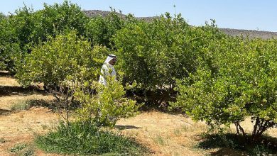 “Khulais Environment” implement control tours and withdraw samples from Wadi Quda farms – ryan