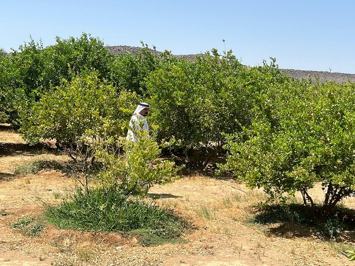 “khulais-ambiance”-put-into-effect-alter-tours-and-withdraw-samples-from-wadi-quda-farms
