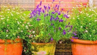 garpers-entreated-to-fertilise-rosemary,-damage-and-lavender-with-one-natural-merchandise