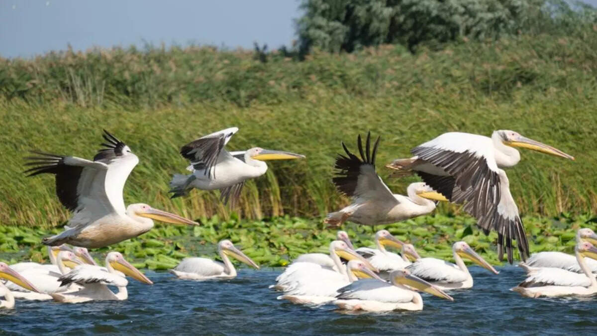 You also go to this beautiful place that is only 5 hours from Delhi, you will get a unique experience