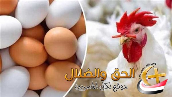 الكيلو-بكام-انهارده.-استقرار-غير-مسبوق-بأسعار-الدواجن-اليوم-ومفاجأة-بسعر-كرتونة-البيض-نزلت-للنص-الجمعة-20/2025-–-12:57-ص
