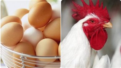 بورصة-الدواجن-تعلن-تراجع-أسعار-الفراخ-البيضاء-اليوم-السبت-19-ابريل-ومفاجأة-بسعر-البيض-قبل-شم-شم-شم-شم-شم-شم-شم-شم-شم-شم-شم-شم-شم-شم-شم-شم-شم-شم-ش