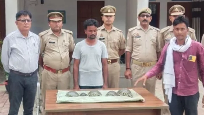 Up News: Turtle Smuggler arrested in Shravasti, caught during suspected vehicles investigation -Turtle Smuggler was arrested in Shravasti Sundari turtles repaired