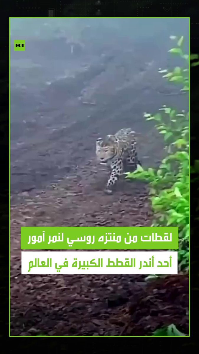 لقطات متداولة لنمر آمور في روسيا، والذي يعد أحد أندر القطط الكبيرة على وجه الأرض، ويذكر أنه لم…