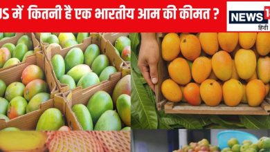 Indian mangoes sell very expensive in America, why do business people get mangoes despite disadvantages? Learn the reason