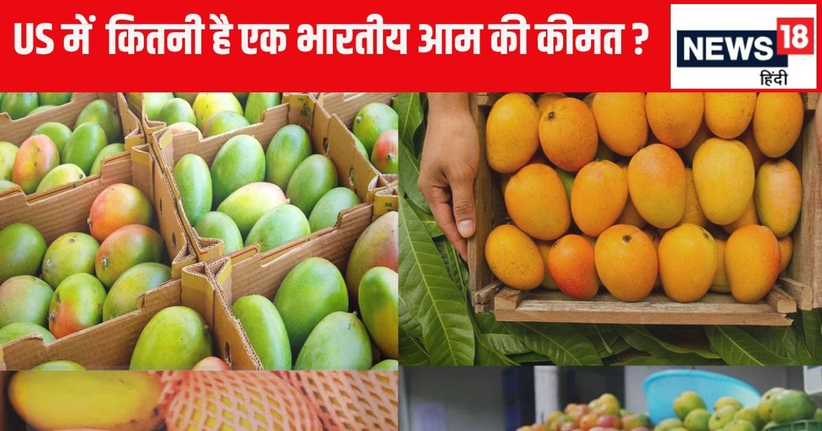 Indian mangoes sell very expensive in America, why do business people get mangoes despite disadvantages? Learn the reason
