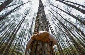 The world’s strangest place, where trees embrace each other