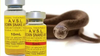 Snake Bite Case: Snake was uprooted by snake venom … Doon Medical College Doctors returned the Beats – 17 -year -old boy rescued by doctors snake bite treatment to the Doon Medical College