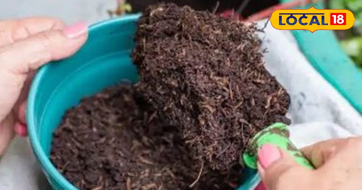 Whatever is not a task, see the miracle of it … kitchen waste changes the horoscope of farmers here