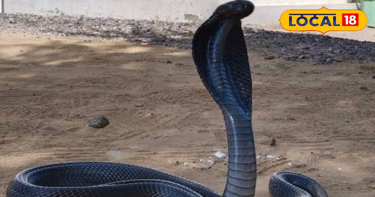 Even this animal does not let the owner alive show his anger -form when he is angry
