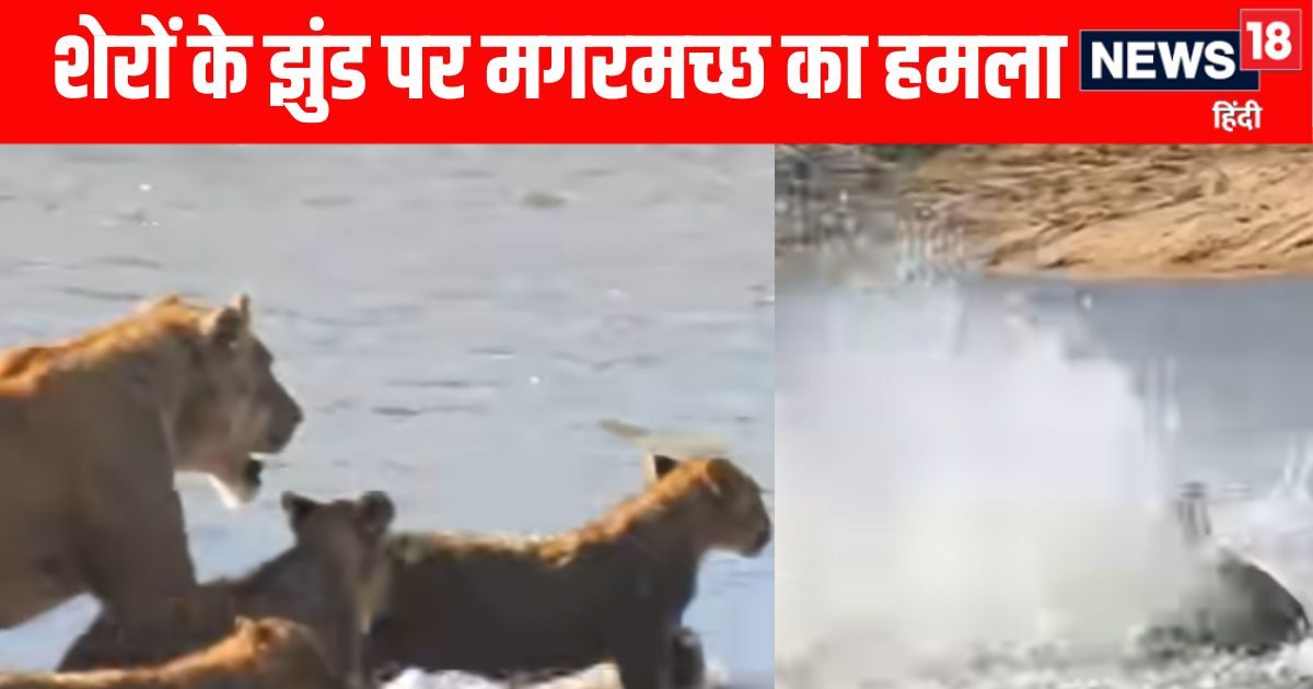 The crocodile suddenly attacked the herd of lions along the river, tried the lionesses, but could not save a cub!