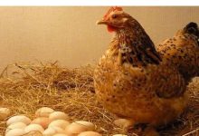 Unfortunately, but the truth is: Hen did wonders, 36 eggs in 24 hours