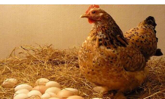 Unfortunately, but the truth is: Hen did wonders, 36 eggs in 24 hours