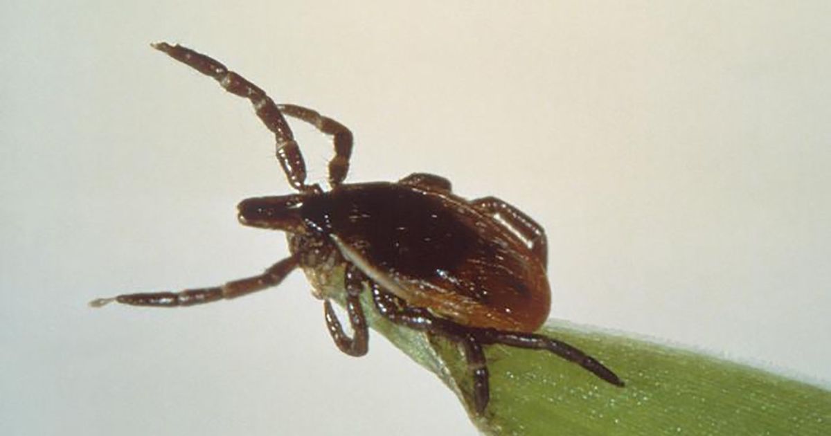 A new blood test with artificial intelligence diagnoses “Lyme” disease with accuracy and speed