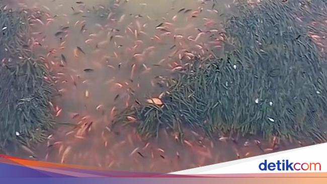 Viral fish in the lake Toba is suddenly dead