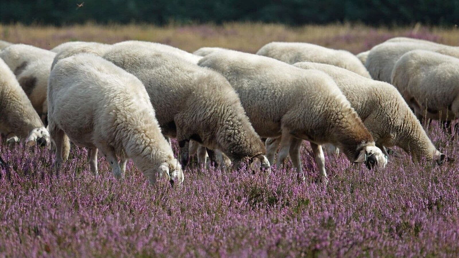 Ed perform raids in several places in Hyderabad in connection with sheep distribution fraud for multi-crore | Today news