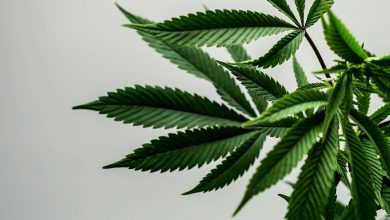 In which countries is the consumption of cannabis the highest?