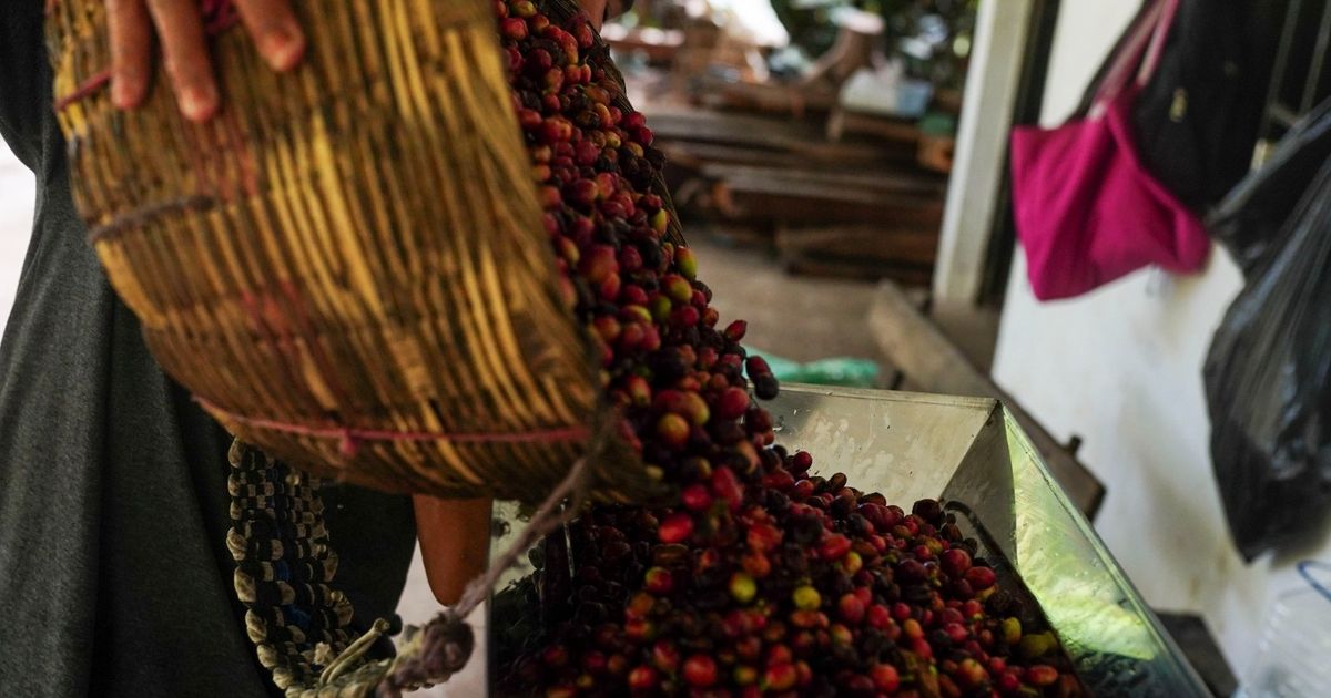 The price of “Arabica” coffee rises with the escalation of weather fear and fees