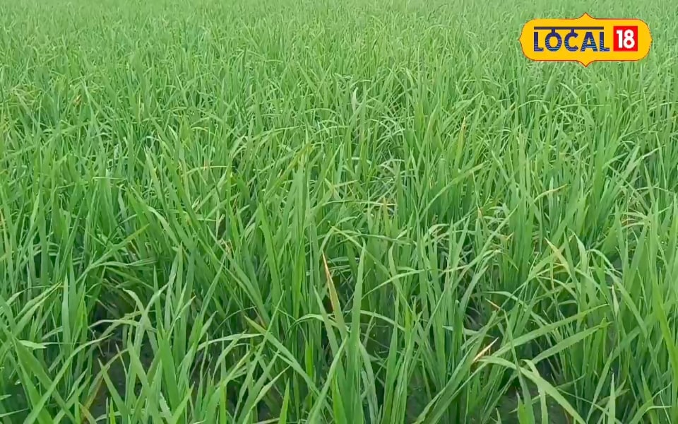 After 45 days in the paddy fields, if this error is made by accident … the crop will be wasted!