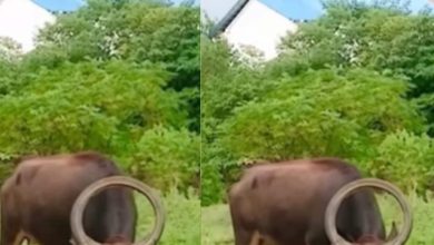 Yamraj’s buffalo showed in the fields! People shouted about seeing, the truth came out as soon as he went close