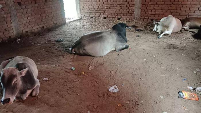 A teacher and a room rely on the school to the fifth school, animals must be guarded by children – a school up to fifth standard depends on one teacher and one room in Doognhar
